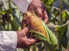 
      
      Adaptation, not irrigation recommended for Midwest corn...
      
      