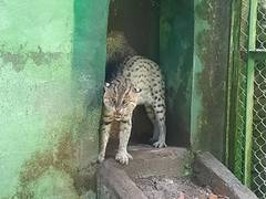 
      
      Bengal Safari is planning to introduce captive breeding centre 
      
      