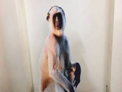 
      
      Langoor cut-outs to scare away monkeys in UP's Meerut
      
      