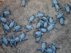 
      
      Study suggests baby marine turtles' stomachs are full of...
      
      