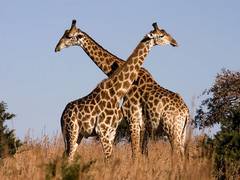 
      
      Study suggest giraffes are highly socially complex species
      
      