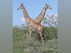 
      
      Human activity probably affects giraffes' social networks
      
      