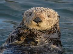 
      
      Parasite strain from cats killing sea otters
      
      