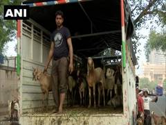 
      
      Goats being brought to Delhi for sale ahead of Bakra Eid 2020
      
      