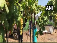 
      
      Hit by price cut during lockdown, grape farmers in Nashik...
      
      