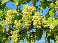 
      
      Here's how consuming grapes may protect against UV damage to skin
      
      