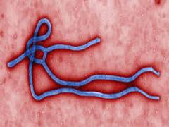
      
      Deadly Ebola virus spreads to Uganda from DR Congo
      
      
