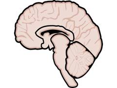 
      
      Childhood trauma could affect development, treatment of...
      
      