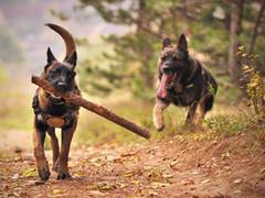 
      
      Research shows service dogs improve lives of veterans
      
      