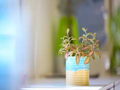 
    Do potted plants really better air quality?
    