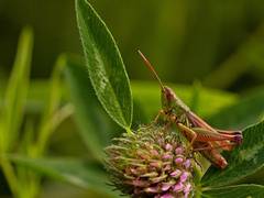 
      
      Researchers determine nutritional properties of protein in...
      
      