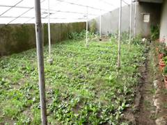 
      
      Ladakh: Polycarbonate greenhouse helps farmers grow...
      
      