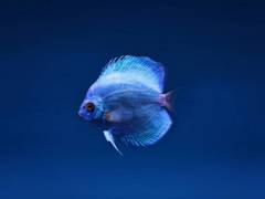 
      
      Climate change 'double whammy' could kill off fish species: Study
      
      