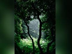 
      
      Researchers invent indicator to monitor world's rainforests
      
      