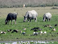 
      
      4 poachers, who planned to kill a rhino in Kaziranga, arrested
      
      