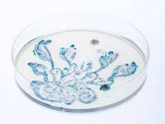
      
      Study finds new therapy targeting gut bacteria to prevent and...
      
      