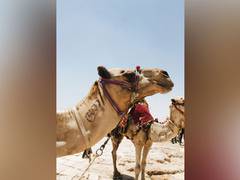 
    No Botox for camels? Over 40 disqualified from Saudi Arabia's beauty contest 
    