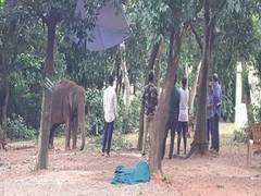 
      
      Bhubaneswar: One more elephant dies due to Herpes Virus infection
      
      