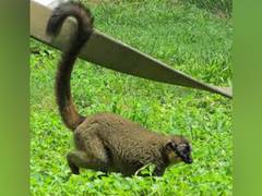 
    Deforestation, Climate change could decimate Madagascar's rainforest habitat by 2070: Study
    