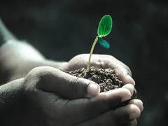 
      
      Study highlights need to prevent spread of plant pandemics
      
      