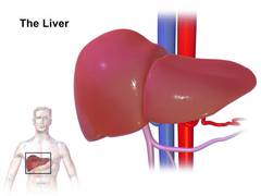 
      
      Study finds a way to treat liver disease
      
      