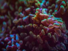 
      
      Gut microbiome implicated in healthy aging, longevity
      
      