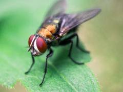 
    Invasive flies incline toward an untouched territory while laying eggs
    