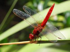 
    Study finds male dragonflies lose their 'bling' in hotter climates
    