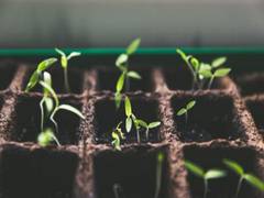 
      
      Study elucidates how production of defensive toxins takes...
      
      
