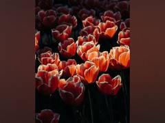 
      
      Unseen colours in flowers can help ensure pollination
      
      
