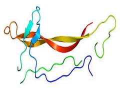 
      
      Neurotrophin-3 identified as key factor in anxiety disorder: Study
      
      