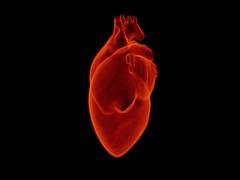 
      
      Daytime napping lowers risk of heart attack, finds study
      
      