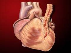 
      
      High body fat associated with 4 fold increase in mortality...
      
      
