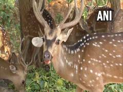 
      
      J-K: Tanday Park make arrangements for animals to beat heat
      
      