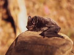 
      
      Bats use echoes to form image of their surroundings
      
      