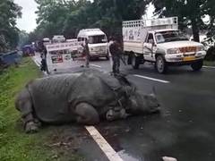 
      
      Rhino strays from Kaziranga National Park after floods cause...
      
      