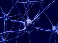 
      
      Study finds method to reactivate aging stem cells in the brain
      
      