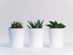 
      
      Modified yeast inhibits fungal growth in plants: Study
      
      