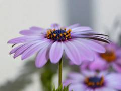 
      
      Study finds pollen germination can be induced by common...
      
      