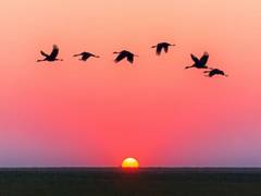 
      
      Study finds impact of climate change on bird traits
      
      