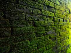 
      
      Will your future clothes be made of algae?
      
      