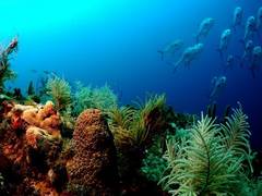 
      
      Here's how researchers are improving conditions of degraded...
      
      