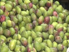 
      
      Scorching heat, scanty rainfall affect mango production in Bengal
      
      