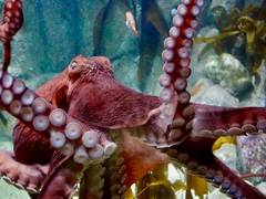 
      
      Octopus arms may have minds: Study
      
      