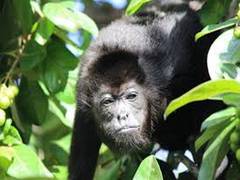 
      
      Deforestation changing the way monkeys communicate
      
      