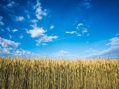 
      
      Study finds gene that regulates angle of root growth in corn
      
      