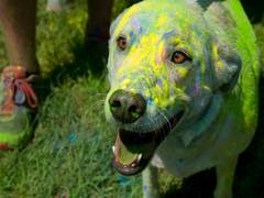 
      
      Here's how to celebrate this Holi without turning your pet's...
      
      