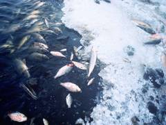 
      
      Human impacts on oceans nearly doubled in recent decade: Study
      
      