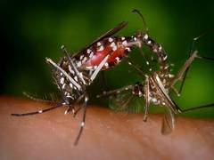 
    Mosquito mating sounds may lead to building quieter drones: Study
    