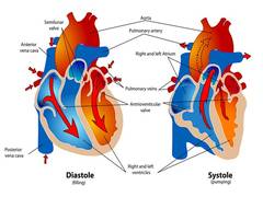 
      
      Scientists create highly detailed map of human heart for...
      
      